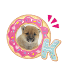 豆柴詰め込みスタンプ(〃ω〃)（個別スタンプ：9）