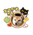 豆柴詰め込みスタンプ(〃ω〃)（個別スタンプ：13）