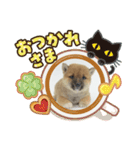 豆柴詰め込みスタンプ(〃ω〃)（個別スタンプ：14）