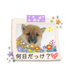 豆柴詰め込みスタンプ(〃ω〃)（個別スタンプ：15）