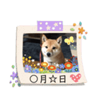 豆柴詰め込みスタンプ(〃ω〃)（個別スタンプ：16）