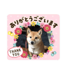 豆柴詰め込みスタンプ(〃ω〃)（個別スタンプ：20）