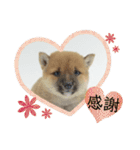 豆柴詰め込みスタンプ(〃ω〃)（個別スタンプ：21）