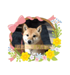 豆柴詰め込みスタンプ(〃ω〃)（個別スタンプ：25）