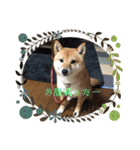 豆柴詰め込みスタンプ(〃ω〃)（個別スタンプ：26）
