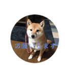 豆柴詰め込みスタンプ(〃ω〃)（個別スタンプ：31）