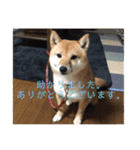 豆柴詰め込みスタンプ(〃ω〃)（個別スタンプ：32）