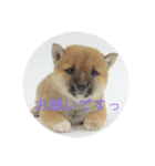 豆柴詰め込みスタンプ(〃ω〃)（個別スタンプ：33）
