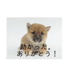 豆柴詰め込みスタンプ(〃ω〃)（個別スタンプ：34）
