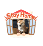 豆柴詰め込みスタンプ(〃ω〃)（個別スタンプ：39）