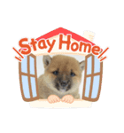 豆柴詰め込みスタンプ(〃ω〃)（個別スタンプ：40）