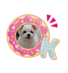 はい❗マルチーズその2（個別スタンプ：1）