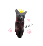 ロシアンブルーpino（個別スタンプ：3）