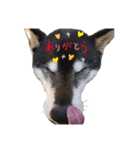 柴犬(うー春ラブ)（個別スタンプ：1）