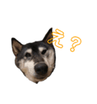 柴犬(うー春ラブ)（個別スタンプ：2）