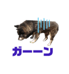 柴犬(うー春ラブ)（個別スタンプ：3）