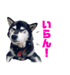 柴犬(うー春ラブ)（個別スタンプ：5）