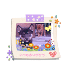 柴犬(うー春ラブ)（個別スタンプ：8）