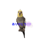 パール第1弾❤（友人用）（個別スタンプ：16）