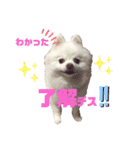 コロンときどきチロル（個別スタンプ：1）