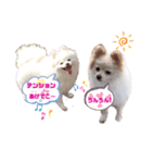 コロンときどきチロル（個別スタンプ：11）