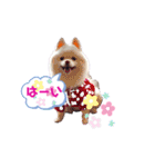 コロンときどきチロル（個別スタンプ：19）