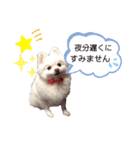 コロンときどきチロル（個別スタンプ：24）