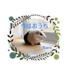 モルモさらちゃん（個別スタンプ：4）