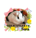 モルモさらちゃん（個別スタンプ：5）