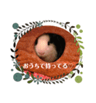 モルモさらちゃん（個別スタンプ：9）