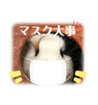 モルモさらちゃん（個別スタンプ：12）