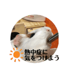 モルモさらちゃん（個別スタンプ：14）