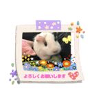 モルモさらちゃん（個別スタンプ：30）