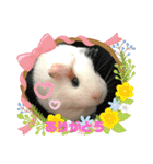 モルモさらちゃん（個別スタンプ：31）