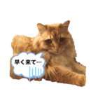 ねこw2（個別スタンプ：1）