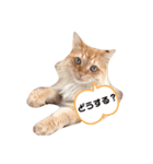 ねこw2（個別スタンプ：2）