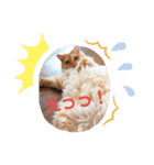 ねこw2（個別スタンプ：6）