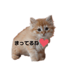 ねこw2（個別スタンプ：7）