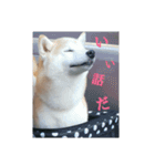 むぎのつぶやき2（個別スタンプ：1）