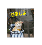 むぎのつぶやき2（個別スタンプ：5）