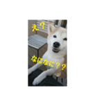 むぎのつぶやき2（個別スタンプ：6）