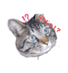 メタボ猫ですけど（個別スタンプ：1）
