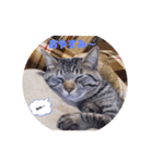 メタボ猫ですけど（個別スタンプ：2）