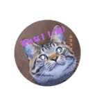 メタボ猫ですけど（個別スタンプ：3）