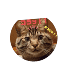 メタボ猫ですけど（個別スタンプ：4）