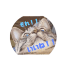 メタボ猫ですけど（個別スタンプ：5）