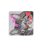 メタボ猫ですけど（個別スタンプ：8）