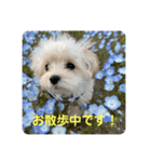 マルプーのニック①（個別スタンプ：1）