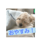 マルプーのニック①（個別スタンプ：4）