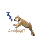 柴犬(小春)（個別スタンプ：1）